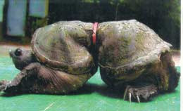 sea-turtle-deformed.jpg