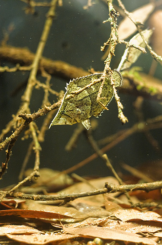 south-american-leaf-fish1